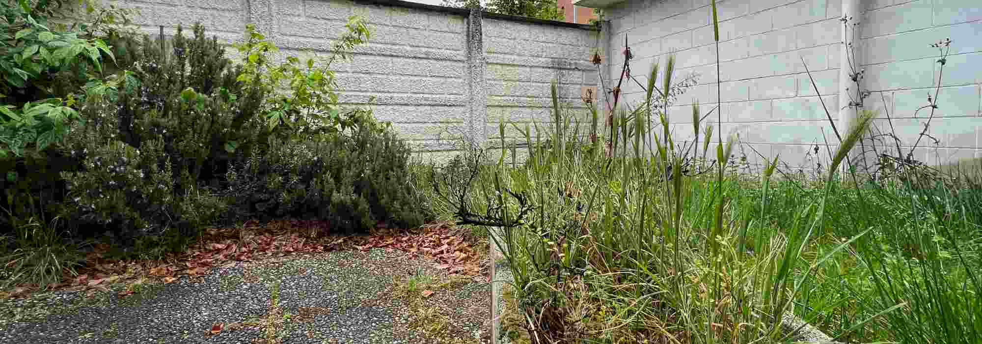 Come ridare vita a un vecchio giardino abbandonato, passo dopo passo