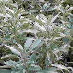 Salvia officinale: una pianta da coltivare per i suoi benefici sulla salute