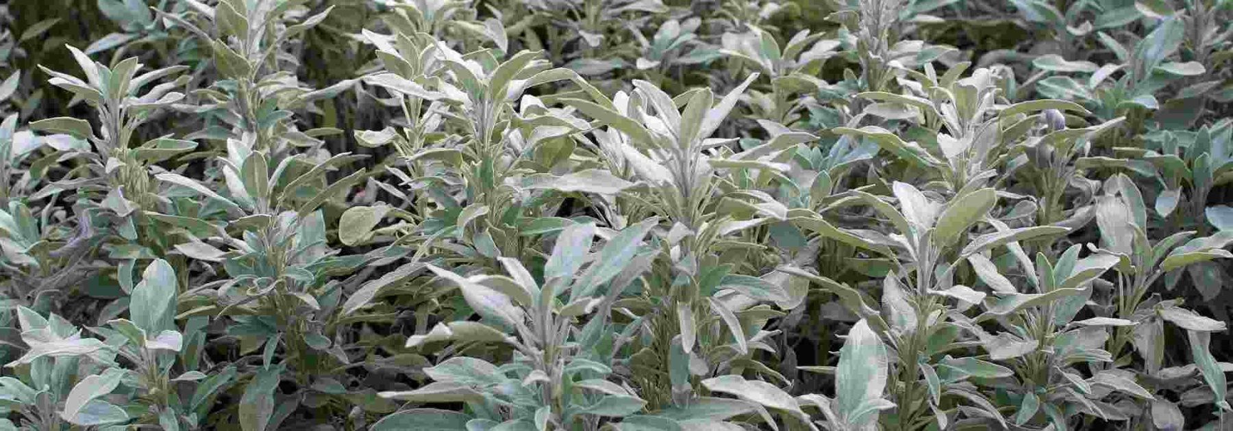Salvia officinale: una pianta da coltivare per i suoi benefici sulla salute