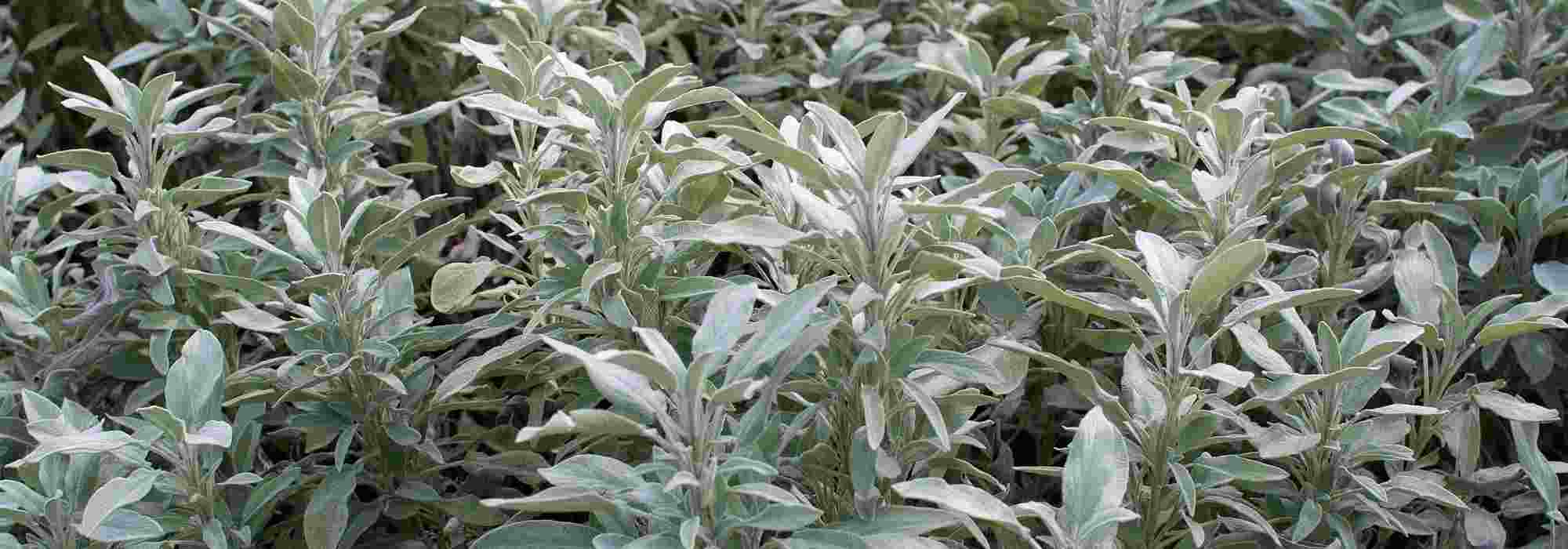 Salvia officinale: una pianta da coltivare per i suoi benefici sulla salute