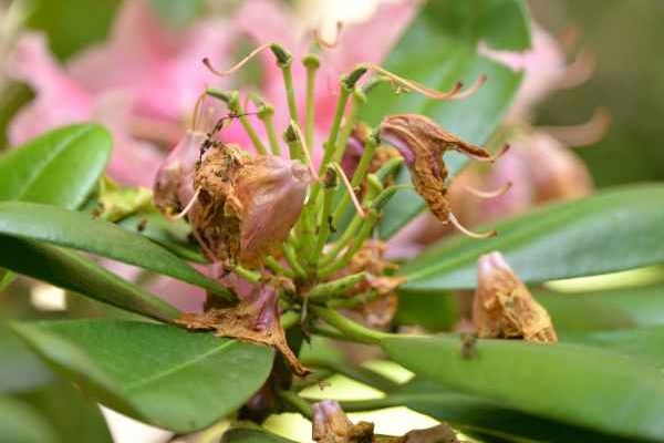 Come potare il rododendro?