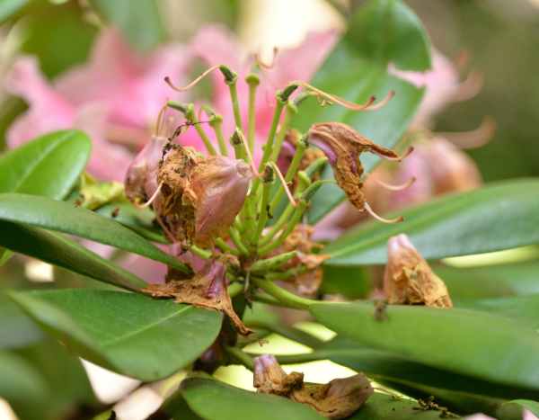 Come potare il rododendro?