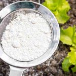 Come utilizzare la terra di diatomee in giardino?