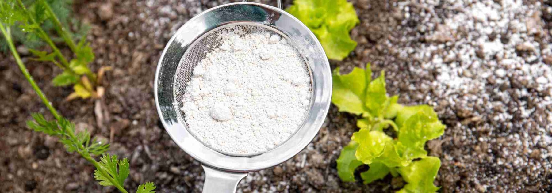 Come utilizzare la terra di diatomee in giardino?