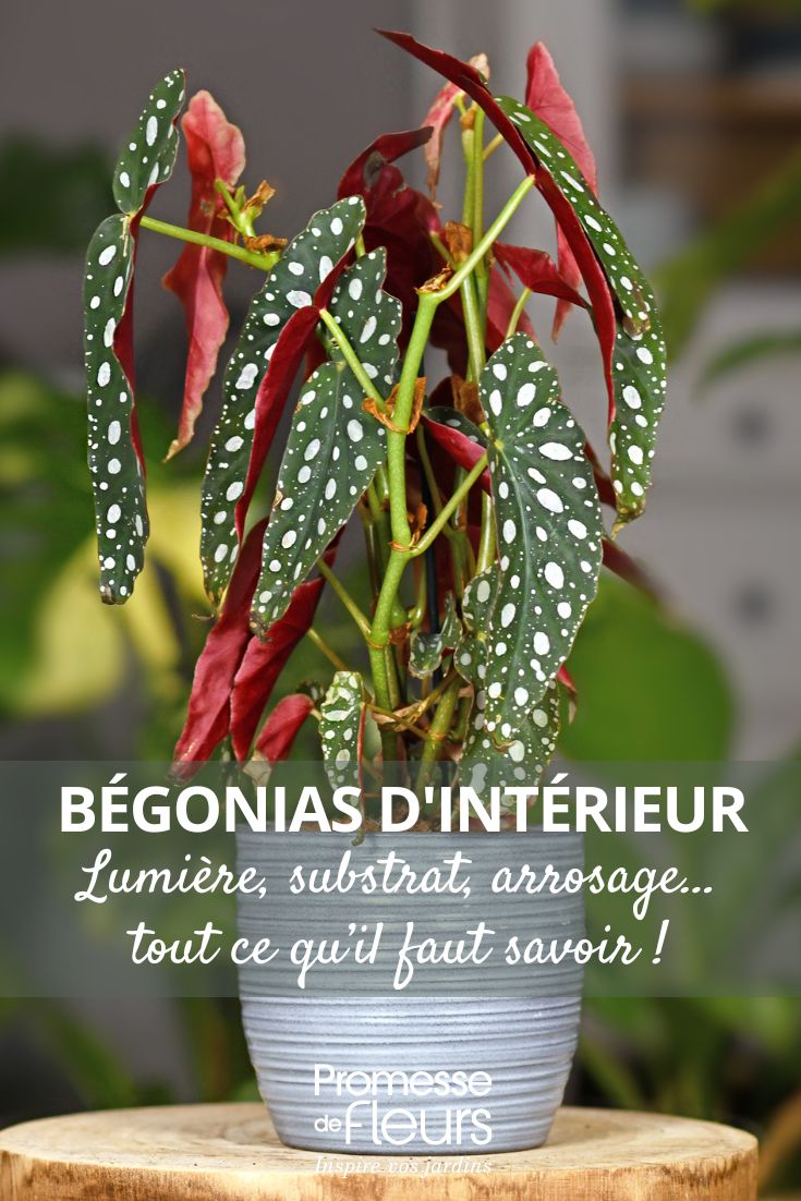 Begonie da interno, la cura nel corso delle stagioni un Begonia maculata in vaso