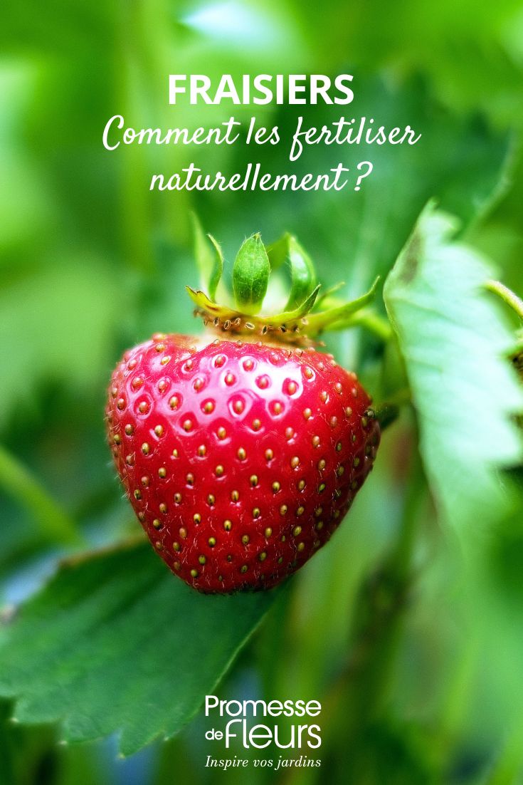 Come concimare naturalmente le tue fragole Arricchire e fertilizzare le piante di fragole
