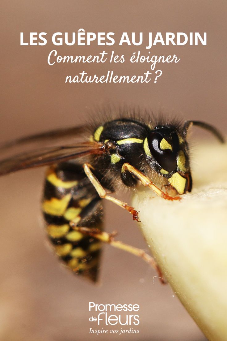 Come limitare le vespe in giardino senza danneggiare la biodiversità (1) allontanare naturalmente le vespe