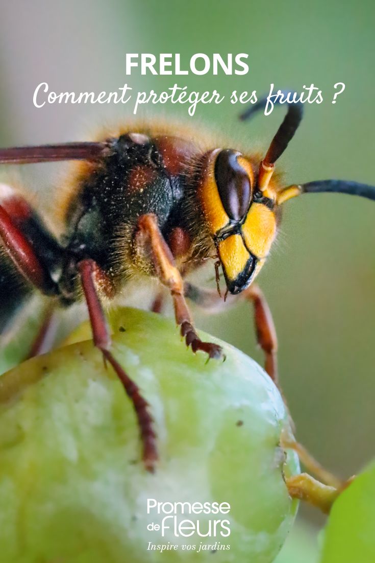 Come proteggere i raccolti di frutta dai calabroni vespe: come proteggere i tuoi alberi da frutto