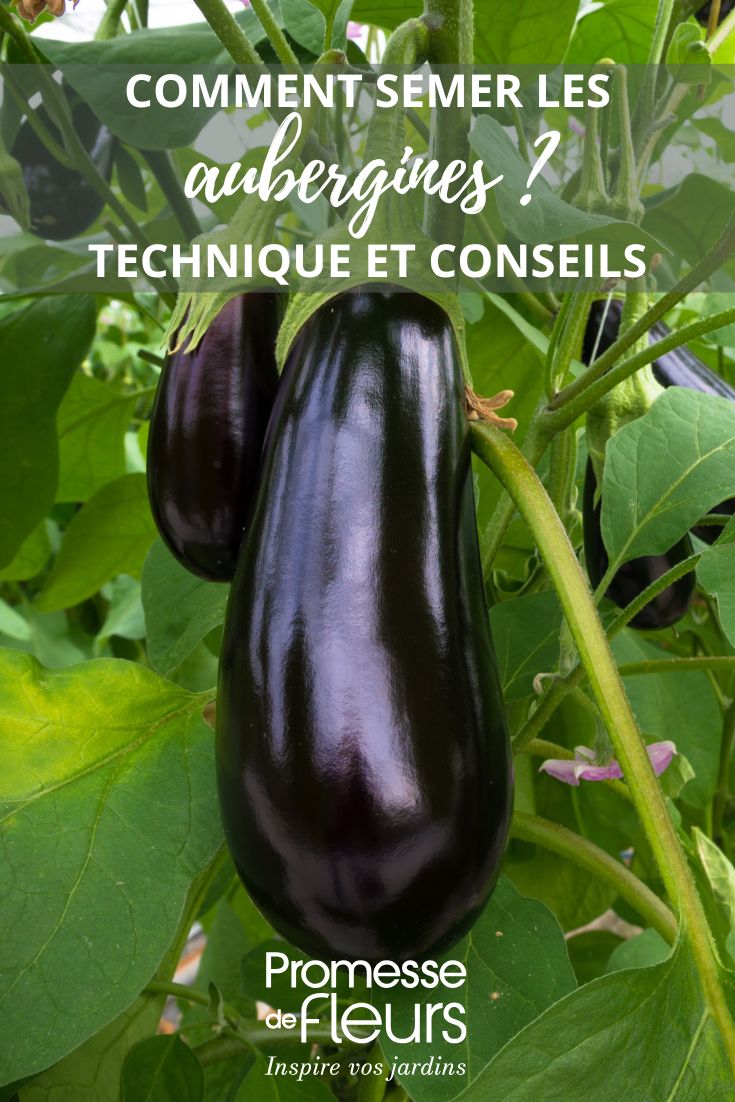 seminare le melanzane