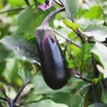 Come ottenere con successo le piantine di melanzana?