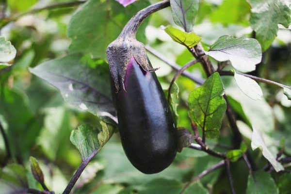 Come ottenere con successo le piantine di melanzana?