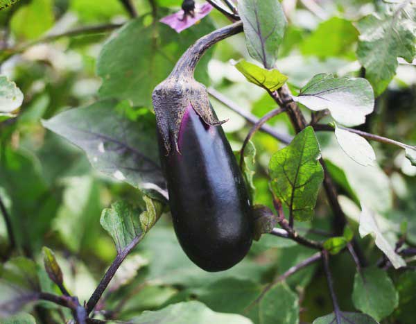 Come ottenere con successo le piantine di melanzana?