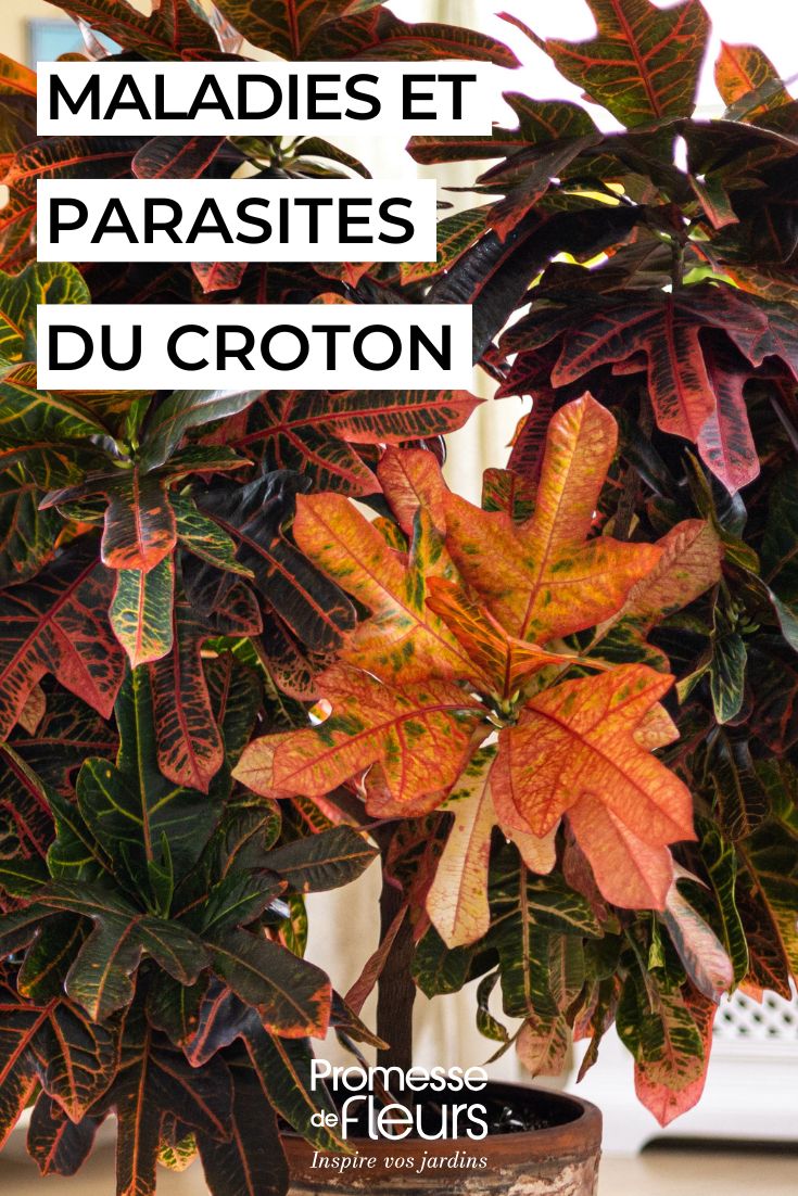 Croton in casa: parassiti, malattie e problemi frequenti curare il croton in vaso
