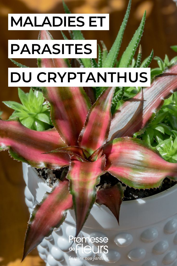 Cryptanthus malattie, parassiti e problemi comuni di questa pianta d'appartamento (1) curare il CRYPTANTHUS