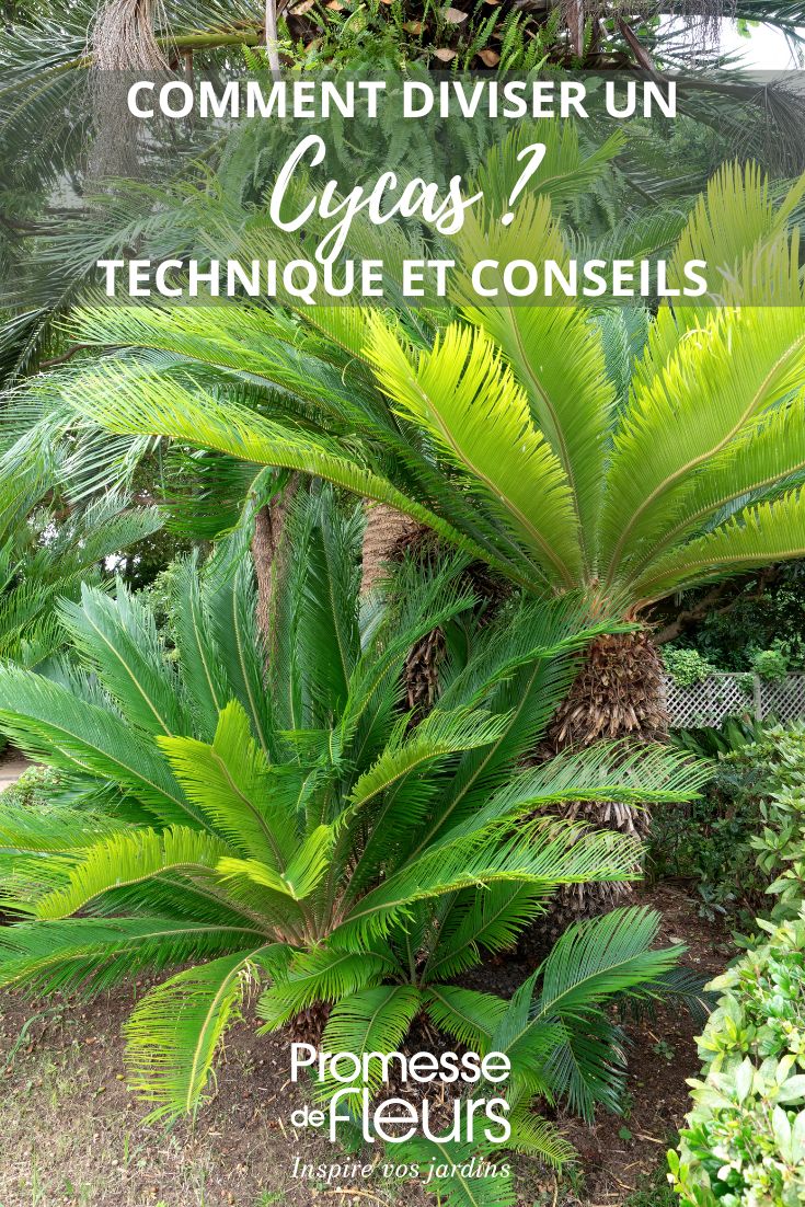 moltiplicare e dividere un cycas