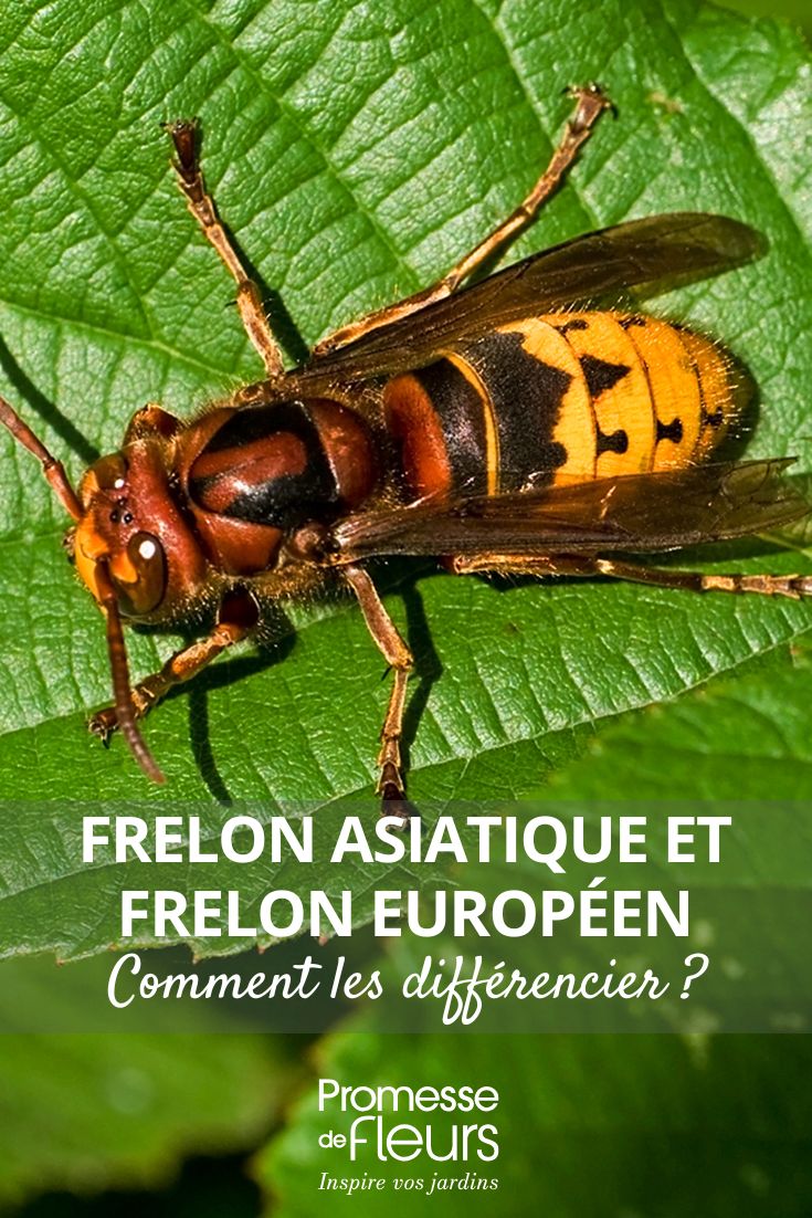 Calabrone asiatico e calabrone europeo: come distinguerli distinguere i calabroni asiatici ed europei