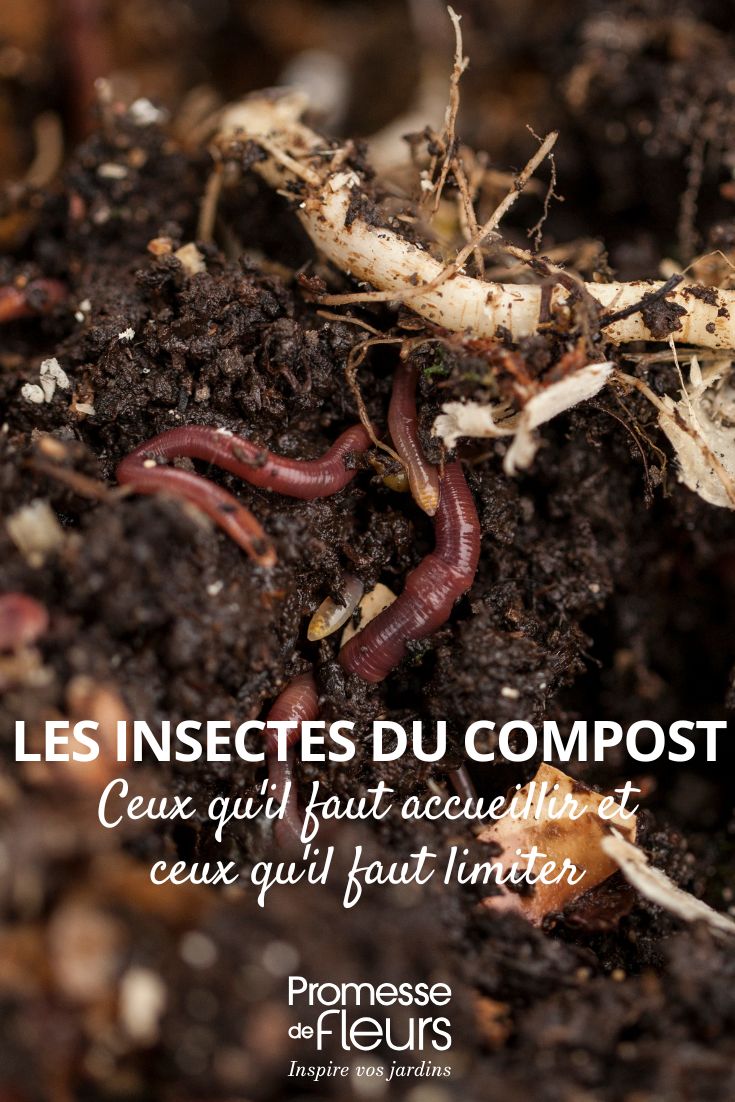 Gli insetti del compost: quelli da accogliere e quelli da limitare gli insetti del nostro compost