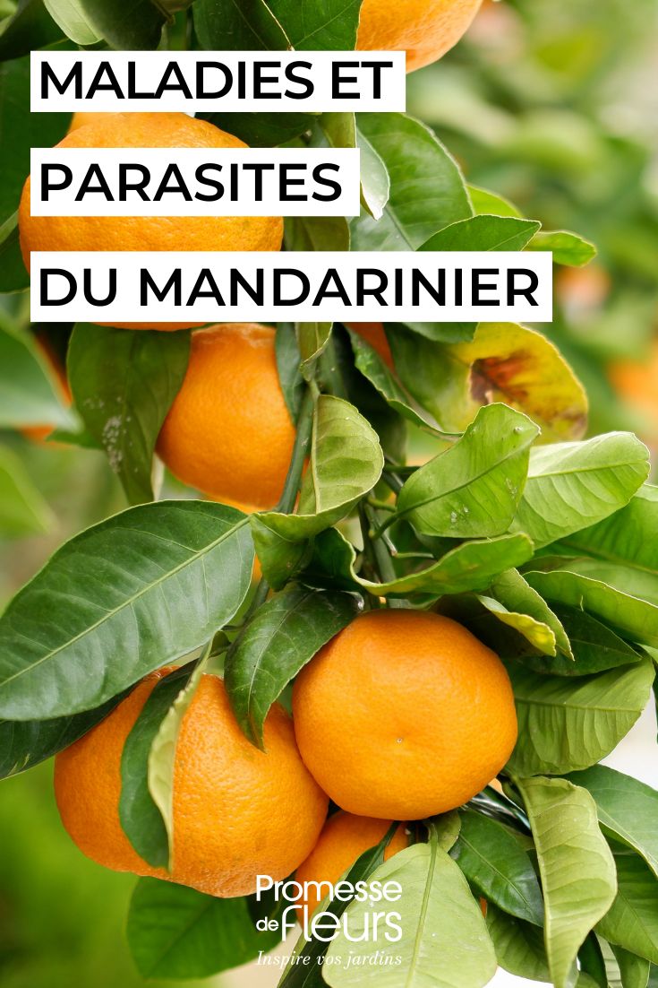 curare il MANDARINO