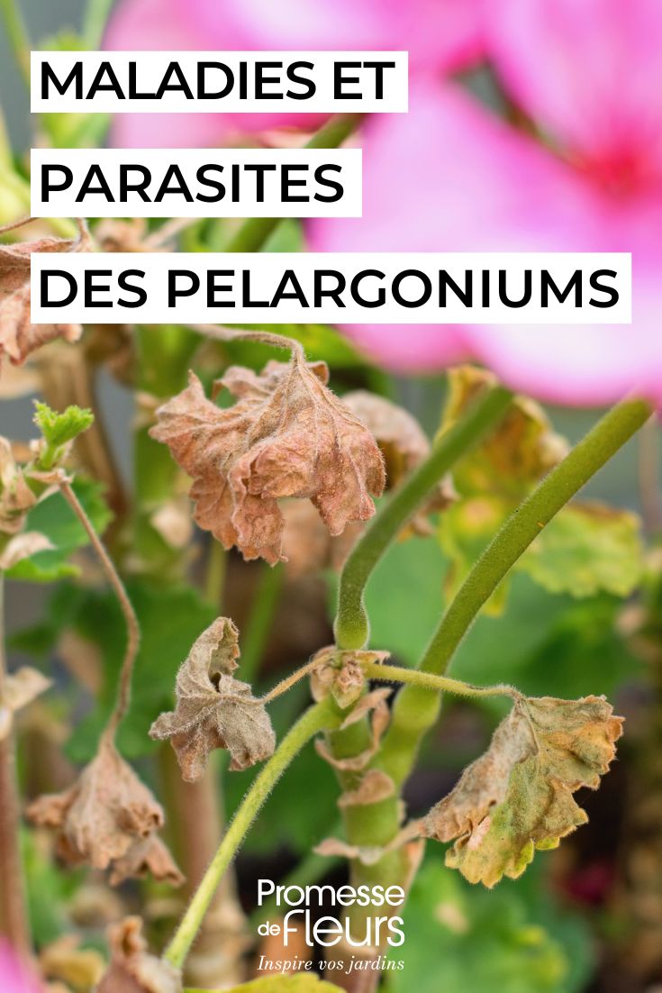 Malattie e parassiti dei pelargoni curare i PELARGONIUM