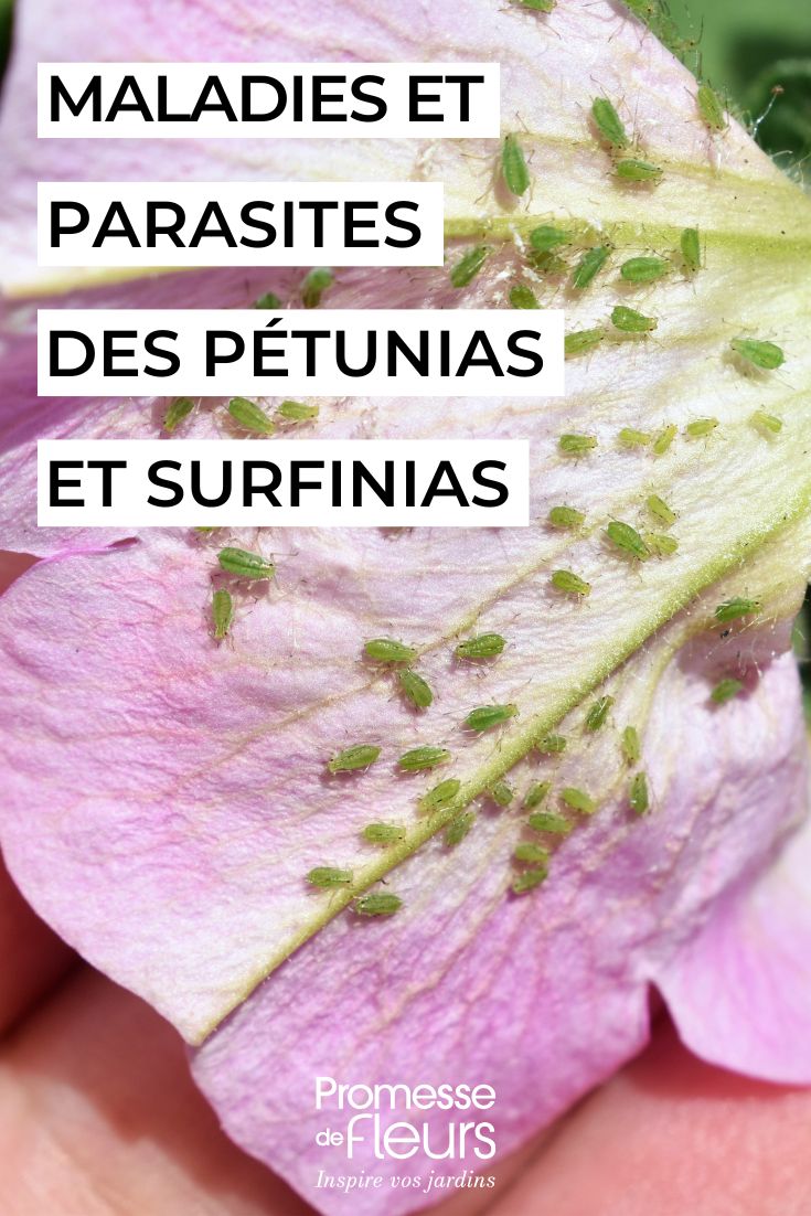 Malattie e parassiti dei petunie e surfinie curare i petunie e i surfini