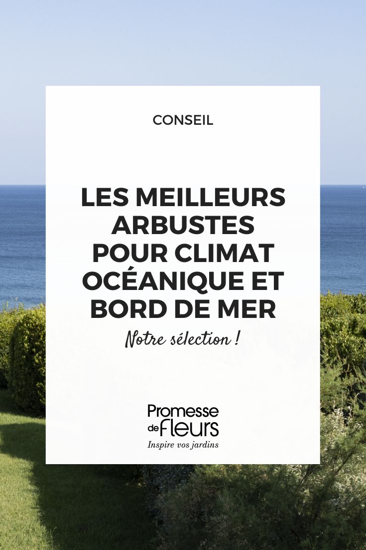 I migliori arbusti per climi marini e litorali scegliere un arbusto per il bordo del mare