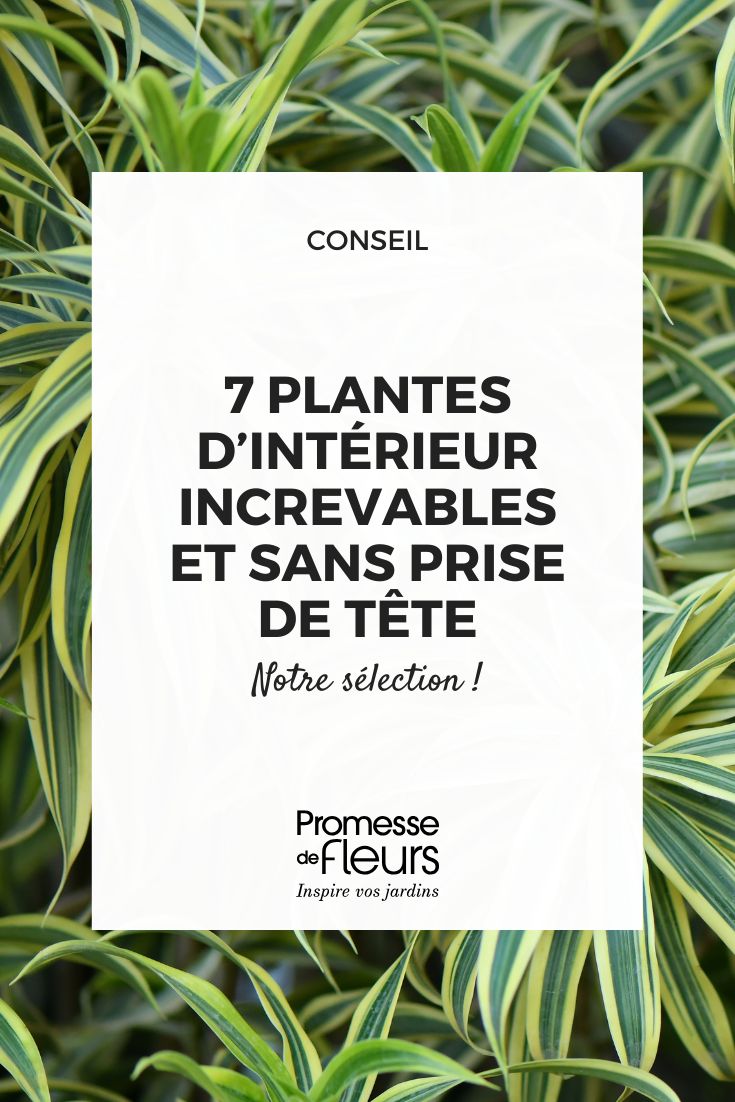 Le piante d'appartamento indistruttibili: 7 sicurezze per un interno rigoglioso senza pensieri (1) Chlorophytum