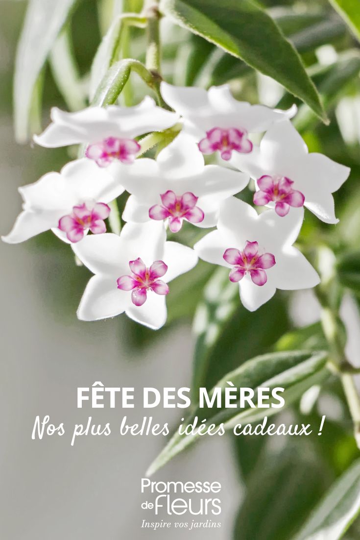 Le nostre più belle idee regalo per la Festa della mamma hoya fiore di porcellana