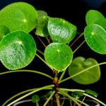 Pilea: Coltivazione e cura