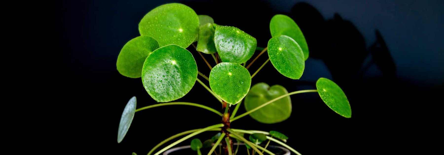 Pilea: Coltivazione e cura