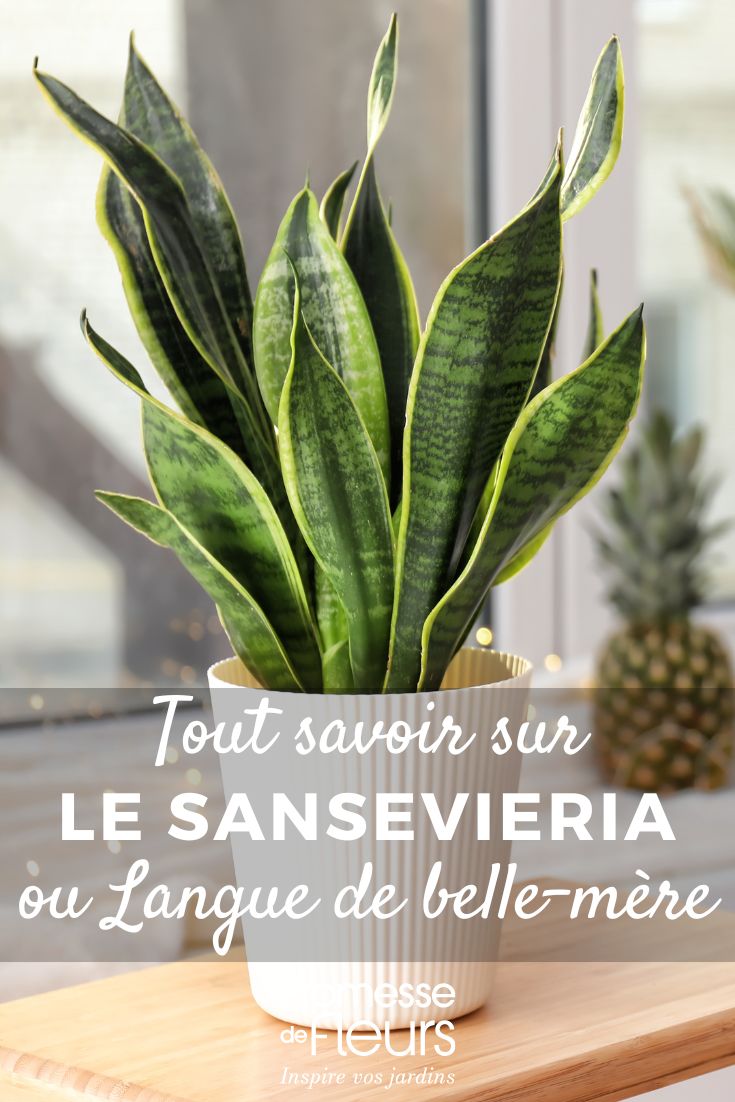 Sansevieria, Lingua di suocera: coltivazione e cura in appartamento Sansevieria