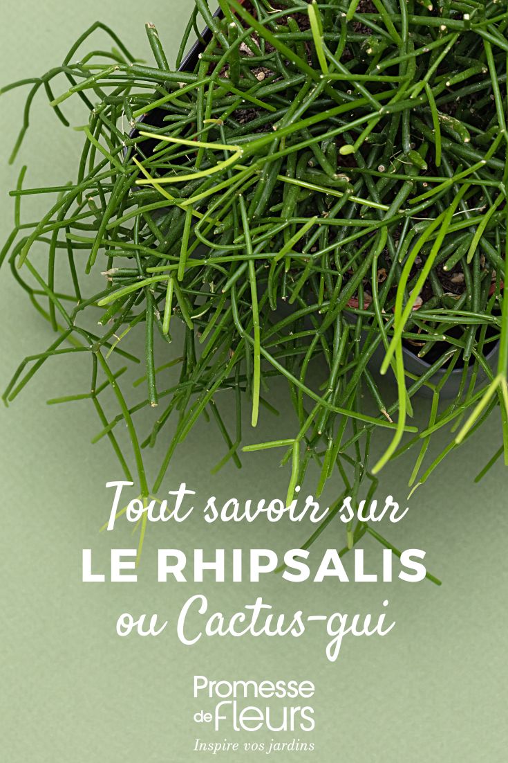 Rhipsalis - Cactus vischio: piantagione e cura per questo cactus da interno ricadente Rhipsalis in vaso