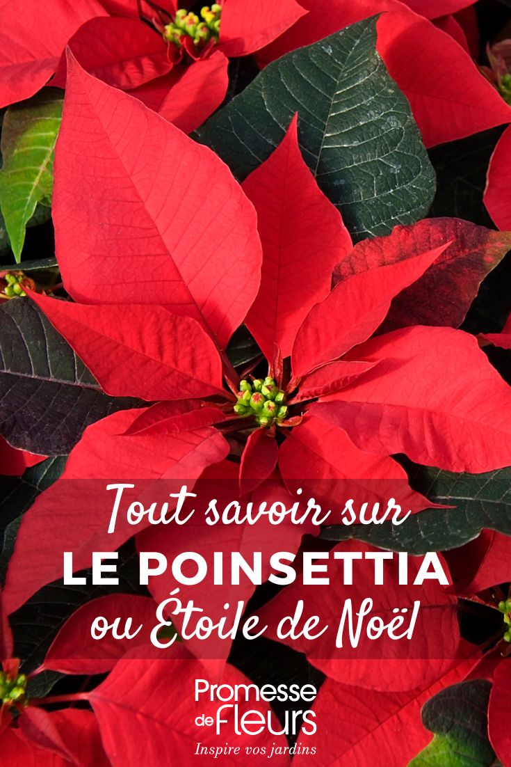 Stella di Natale - Poinsettia: coltivazione e cura Stella di Natale
