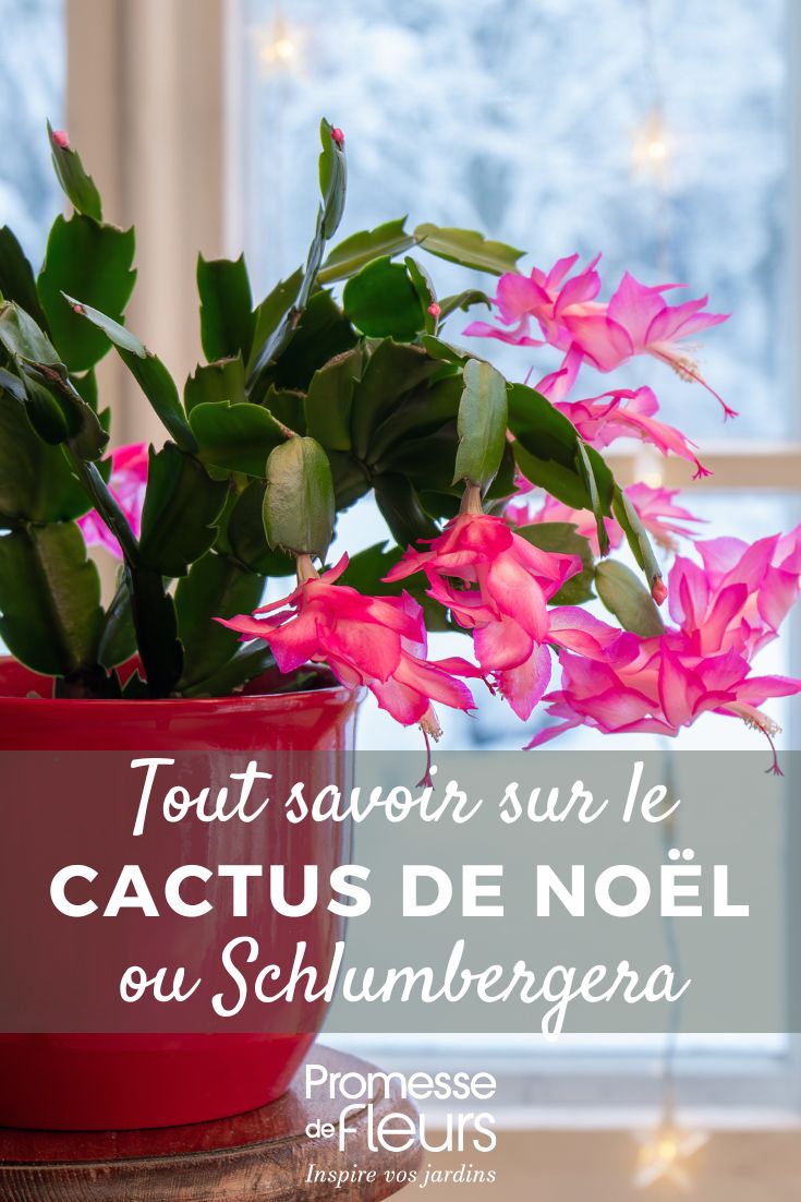 Cactus di Natale, Schlumbergera: coltivazione e cura per una fioritura spettacolare in inverno Cactus di Natale