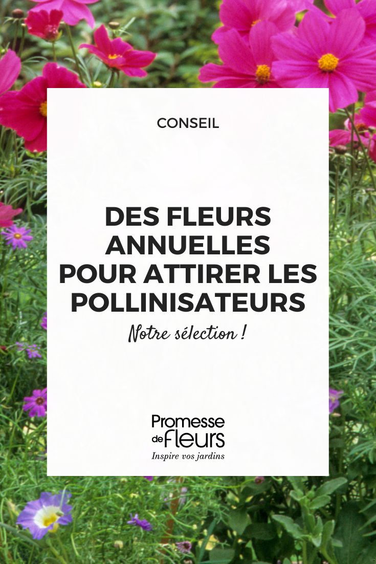 Piante annuali mellifere: fiori per attirare gli impollinatori (1) Scegliere piante mellifere