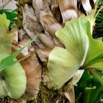 Platycerium, Felce corna d'alce: Coltivazione e cura