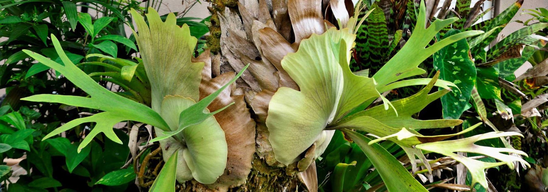 Platycerium, Felce corna d'alce: Coltivazione e cura
