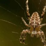 I ragni in giardino: perché è meglio lasciarli in pace?