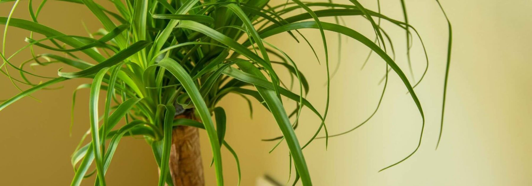 Beaucarnea o Piede d'elefante: la cura di questa pianta d'appartamento nel corso delle stagioni