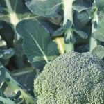 Come scegliere la migliore varietà di broccolo per l'orto?