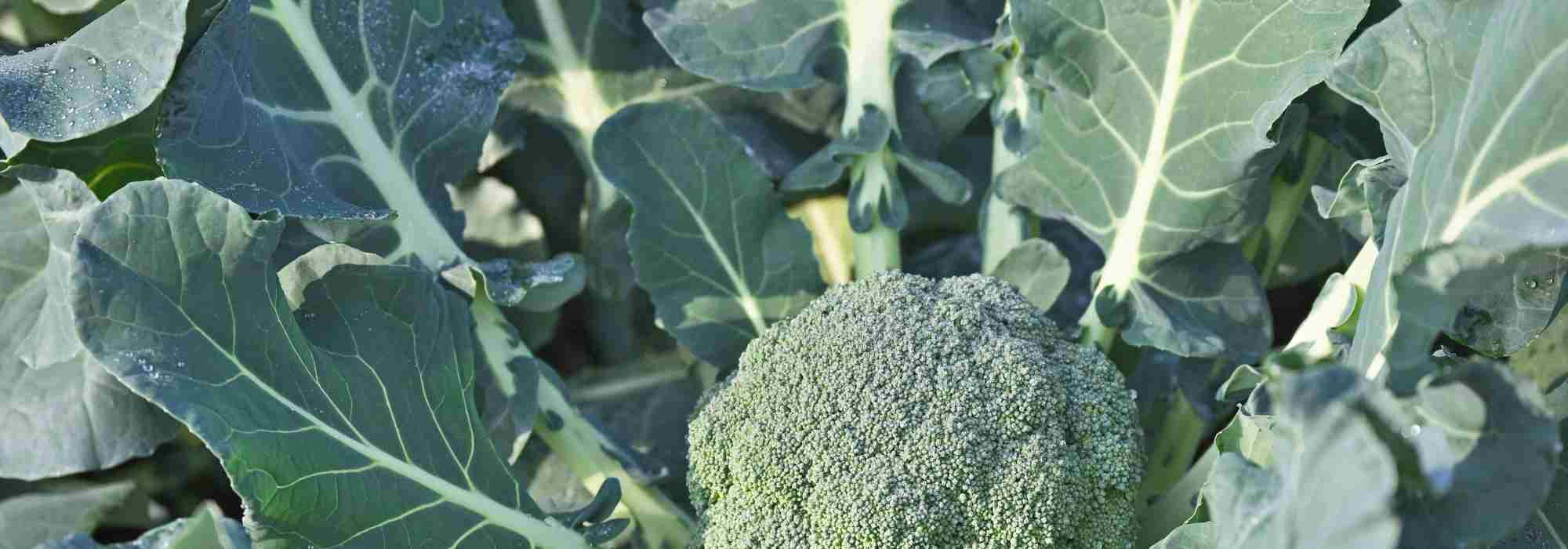 Come scegliere la migliore varietà di broccolo per l'orto?