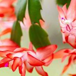 Cactus di Natale, Schlumbergera: coltivazione e cura per una fioritura spettacolare in inverno