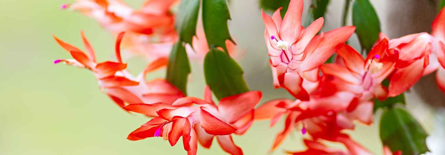 Cactus di Natale, Schlumbergera: coltivazione e cura per una fioritura spettacolare in inverno