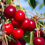 Quale ciliegio piantare per raccogliere ciliegie grandi e dolci?