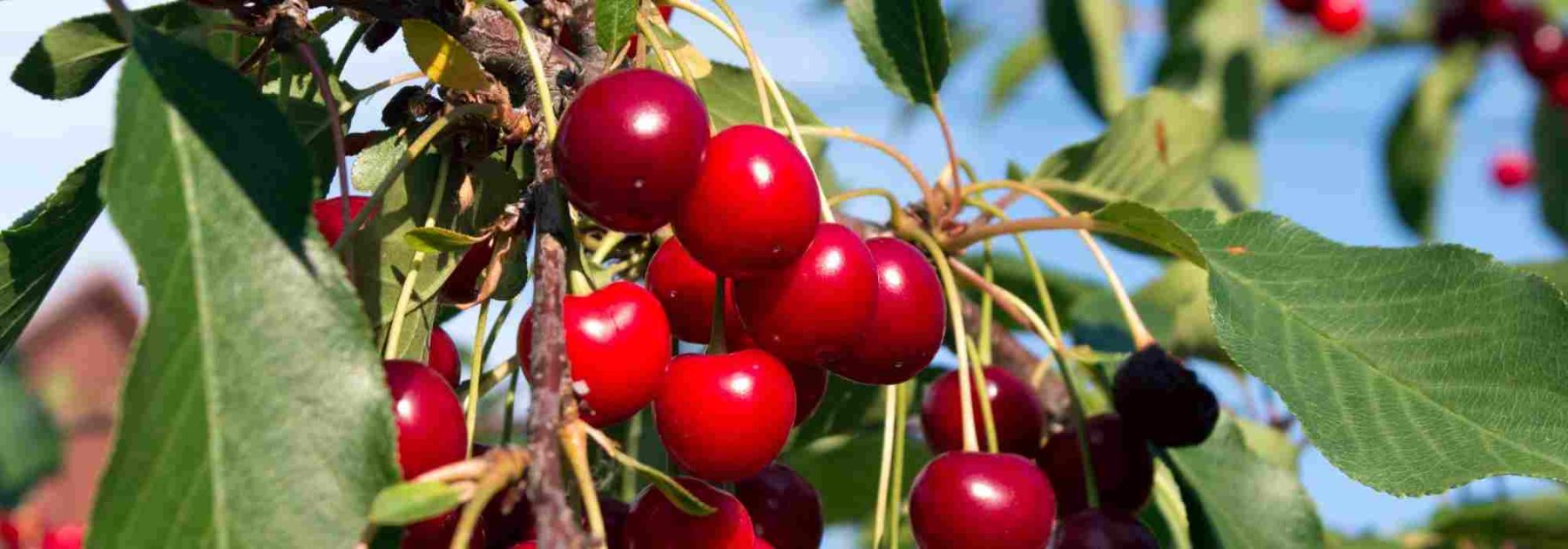 Quale ciliegio piantare per raccogliere ciliegie grandi e dolci?
