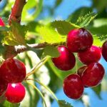 I ciliegi autofertili, perfetti per i piccoli giardini