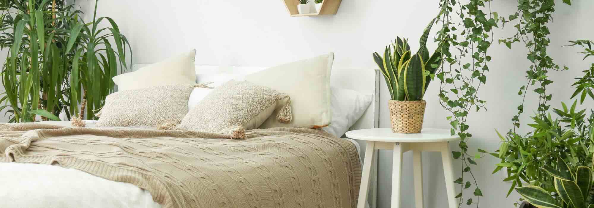 Le piante d'appartamento perfette per una camera da letto: la nostra guida pratica