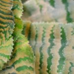 Cryptanthus: malattie, parassiti e problemi comuni di questa pianta d'appartamento