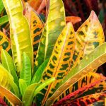 Croton: la cura di questa pianta d'appartamento nel corso delle stagioni
