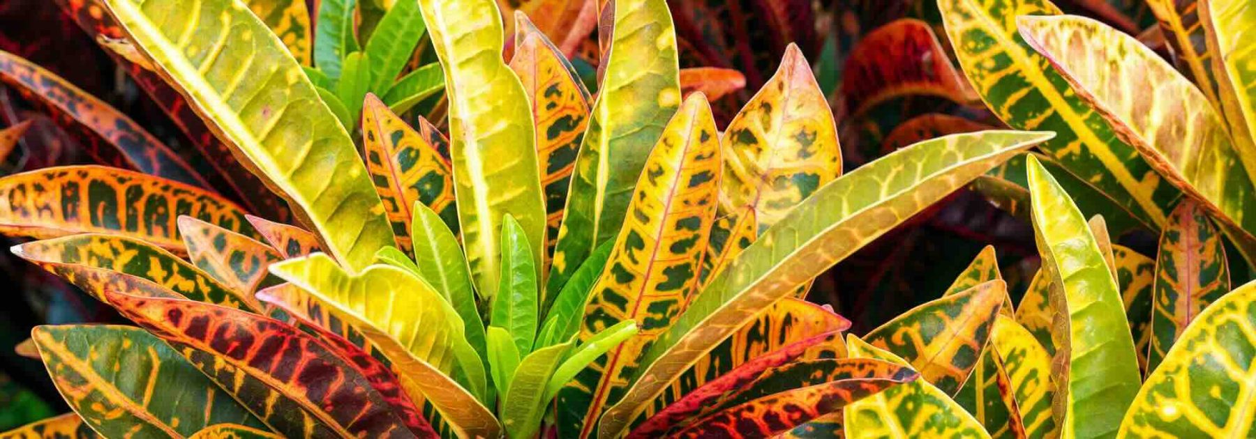 Croton: la cura di questa pianta d'appartamento nel corso delle stagioni