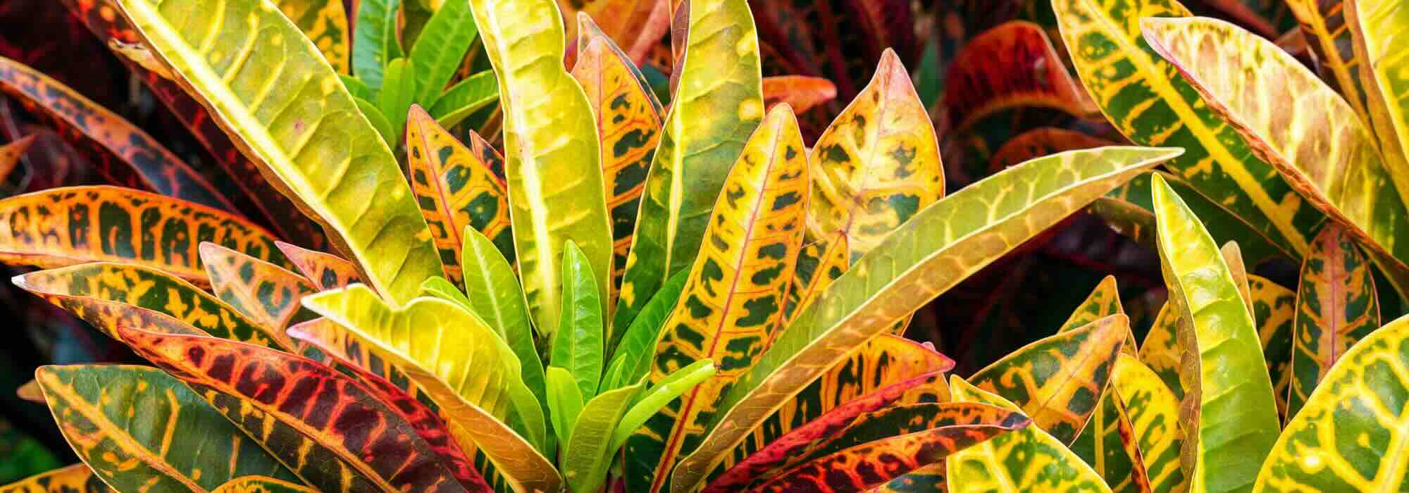 Croton: la cura di questa pianta d'appartamento nel corso delle stagioni